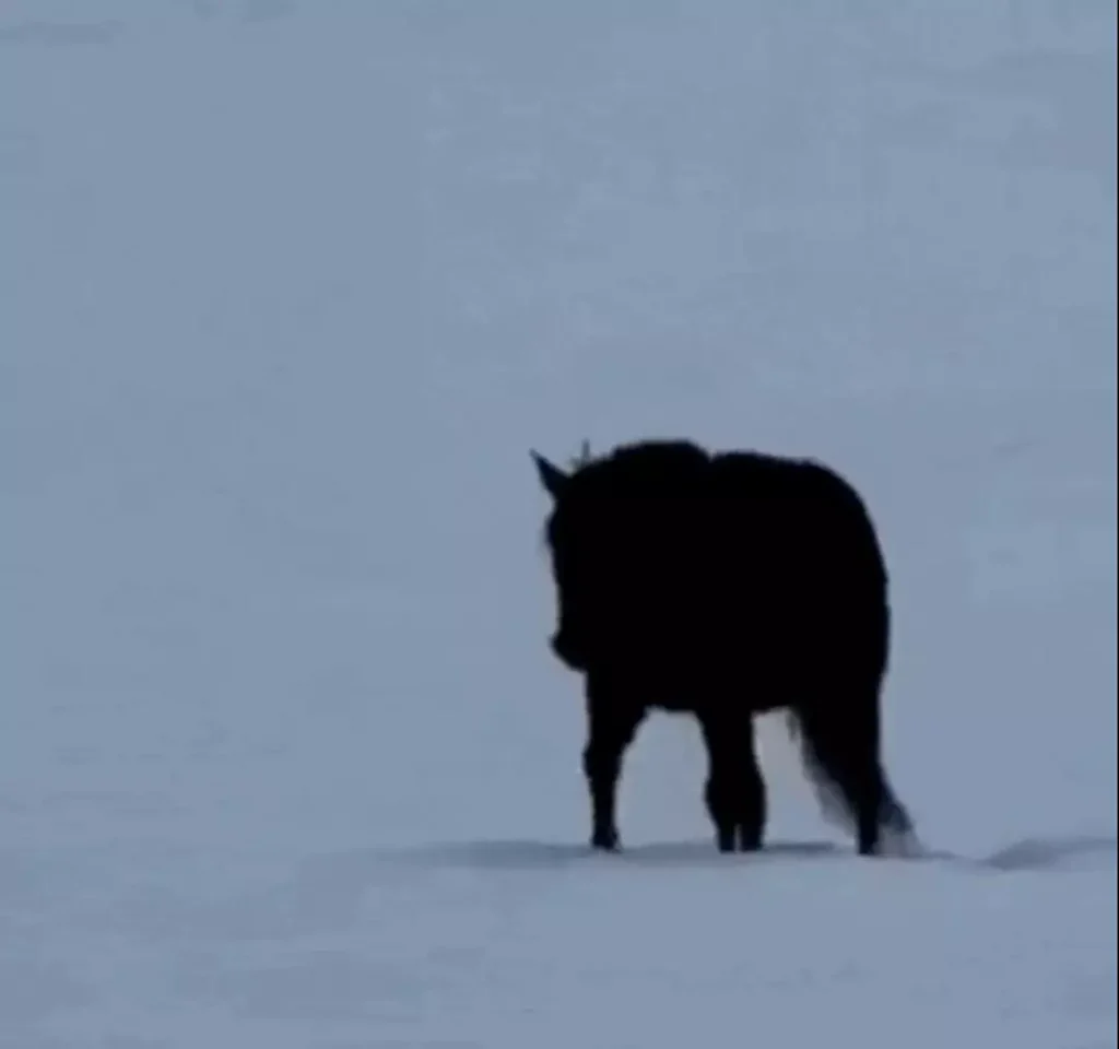 Horse