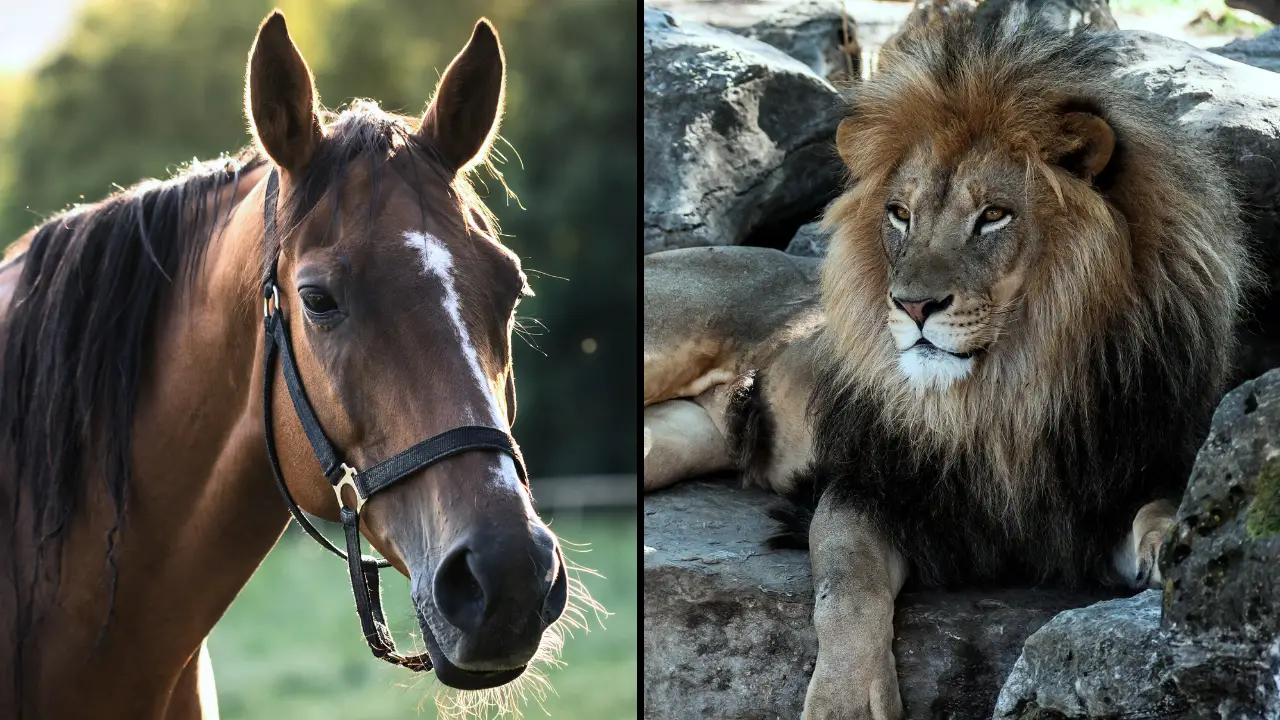 A mom has sparked international debate after revealing she donated her teenage daughter's beloved horse to be food for lions at a local zoo.
