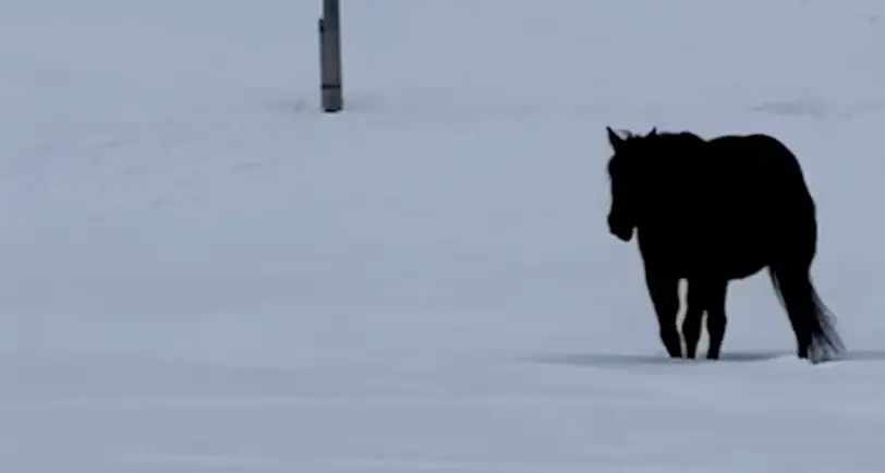 Horse optical illusion