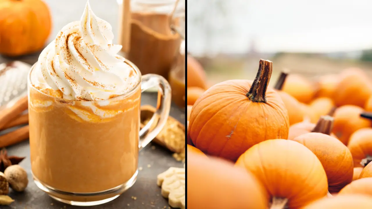 People have been left shocked after finding out that pumpkin spice is not actually made of pumpkin.