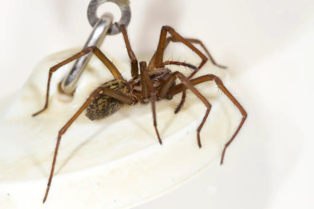 Spider