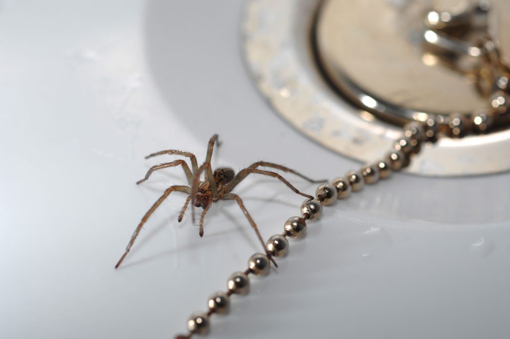 Spider in bathroom