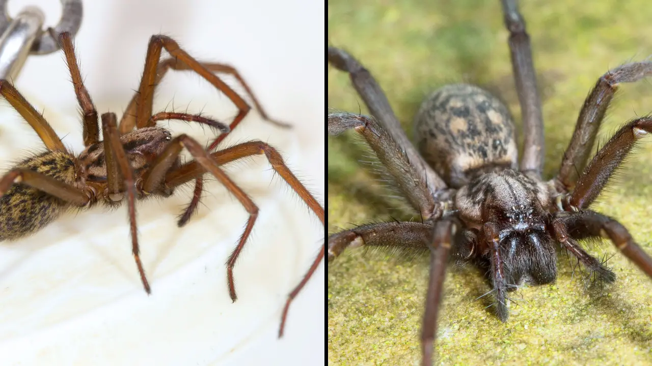 As spider season approaches, an expert has shared which colours to avoid in your home if you want to keep the eight-legged creepy crawlies away.