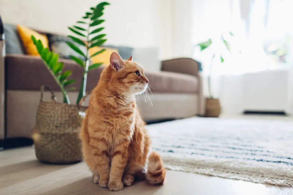 Cat at home