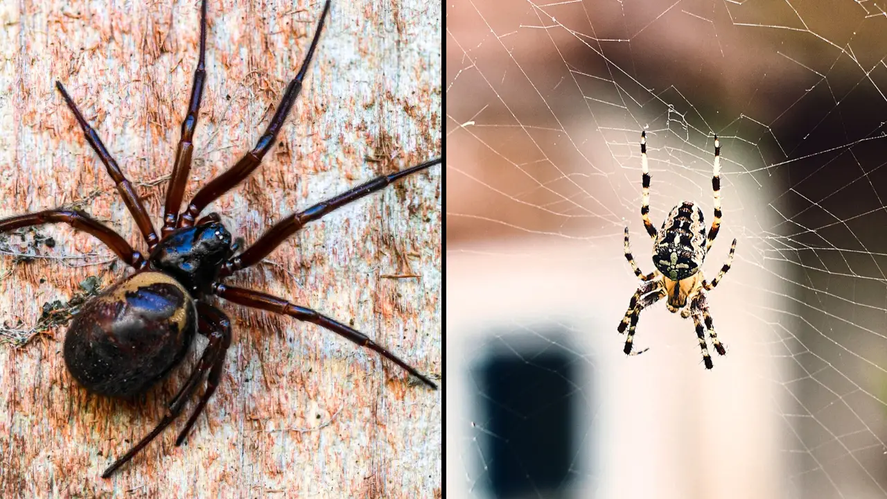 Households across the UK are being advised to grab some chalk and draw a line around their bed as soon as possible to deter spiders.