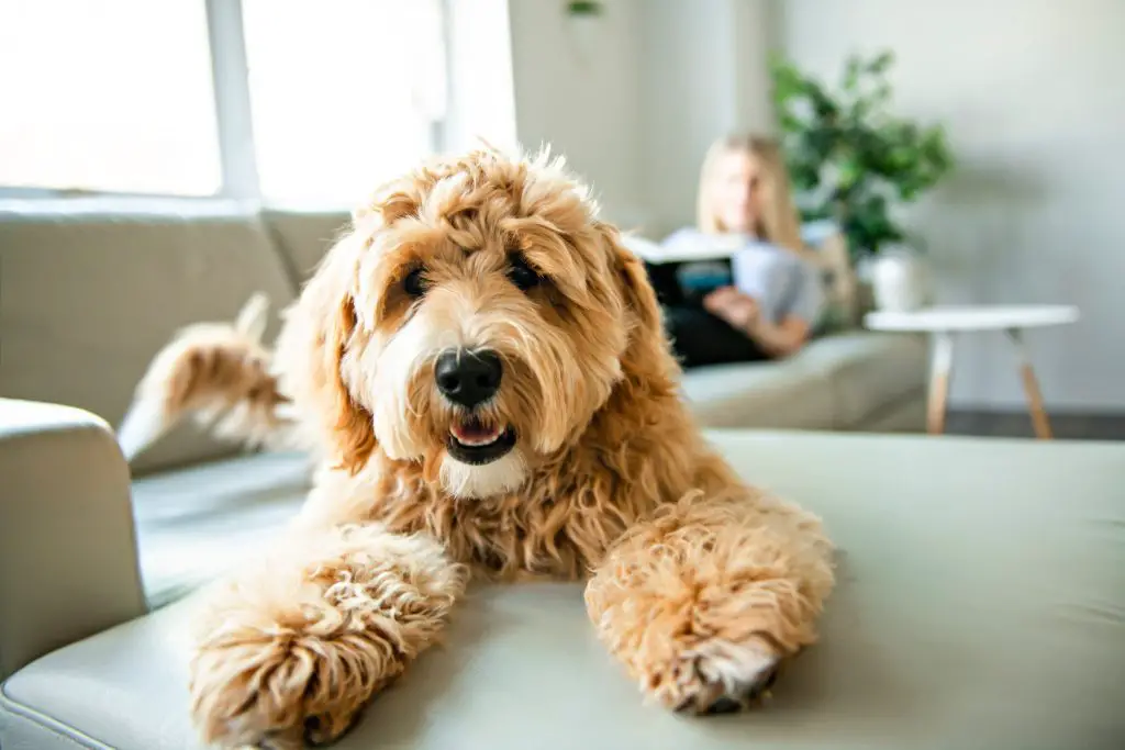 Dog at home