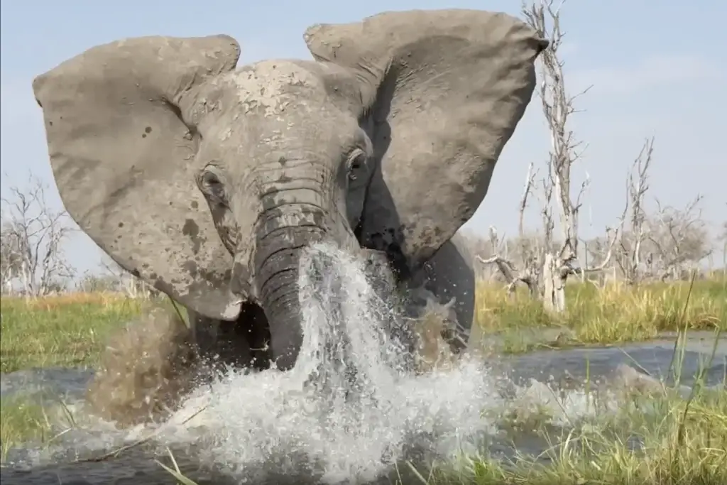 Elephant
