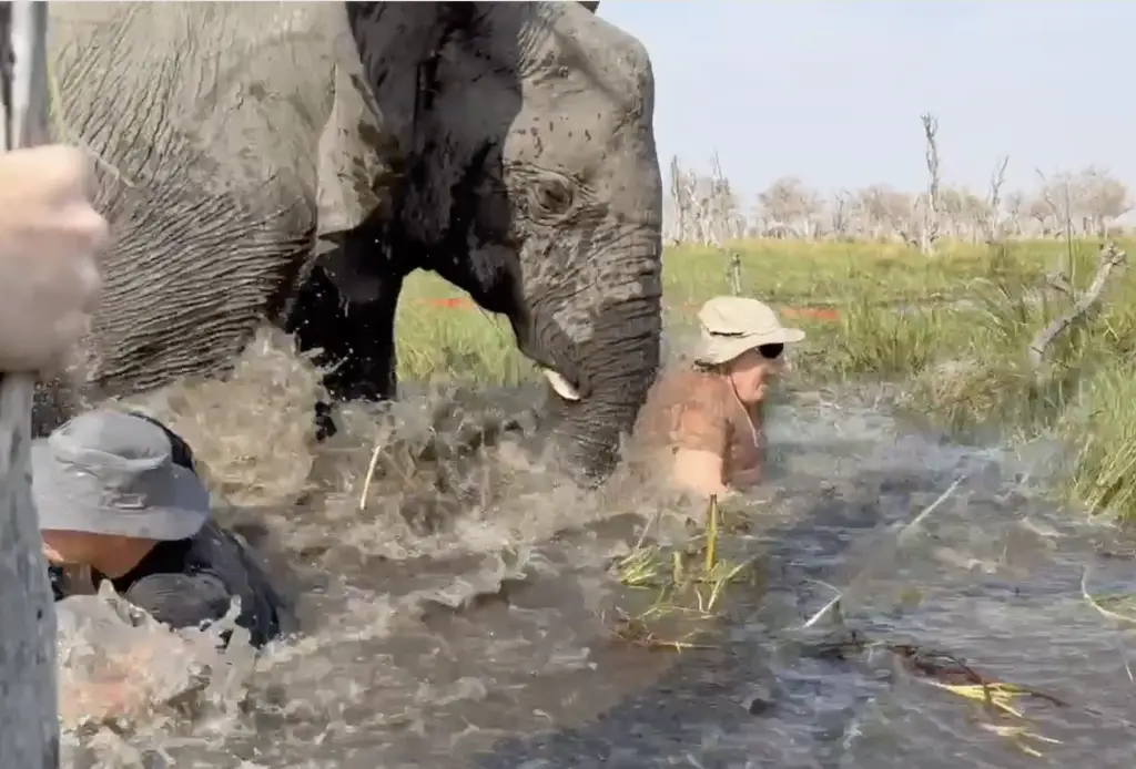 Elephant attack