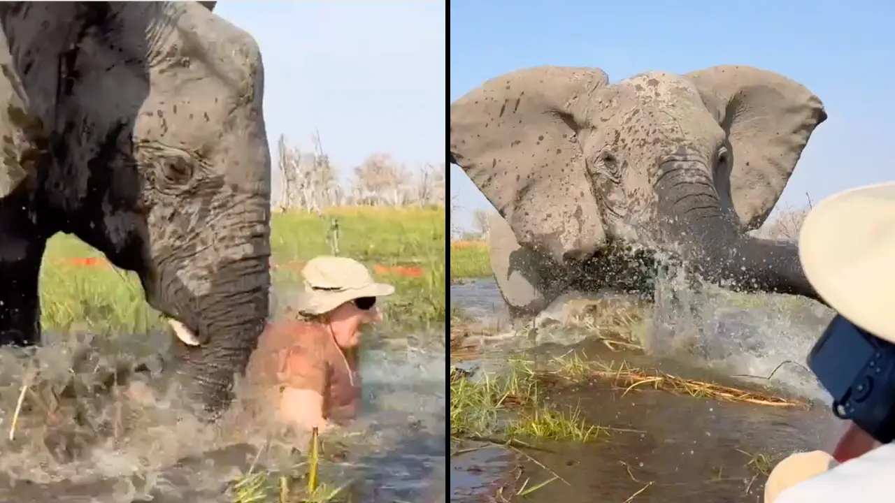 Terrifying footage captured the moment a group of tourists were attacked by an elephant who trapped one woman underwater.