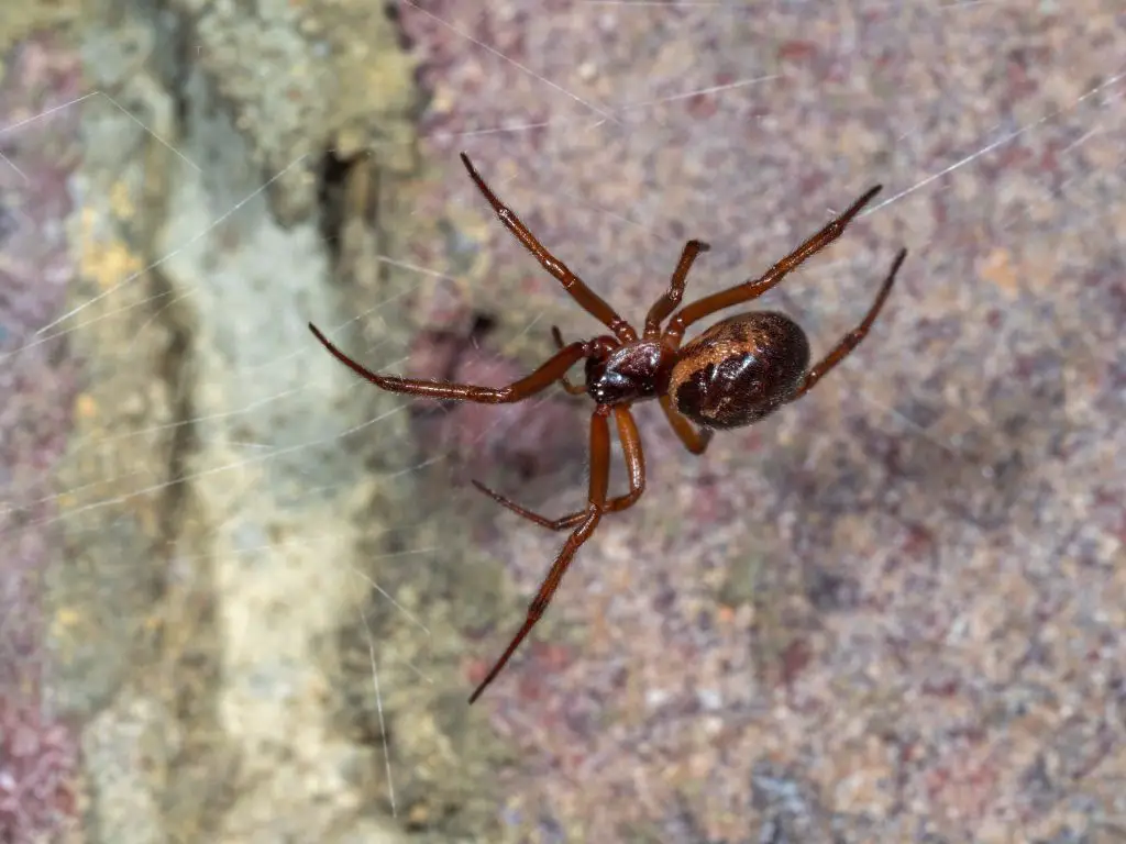 Spider