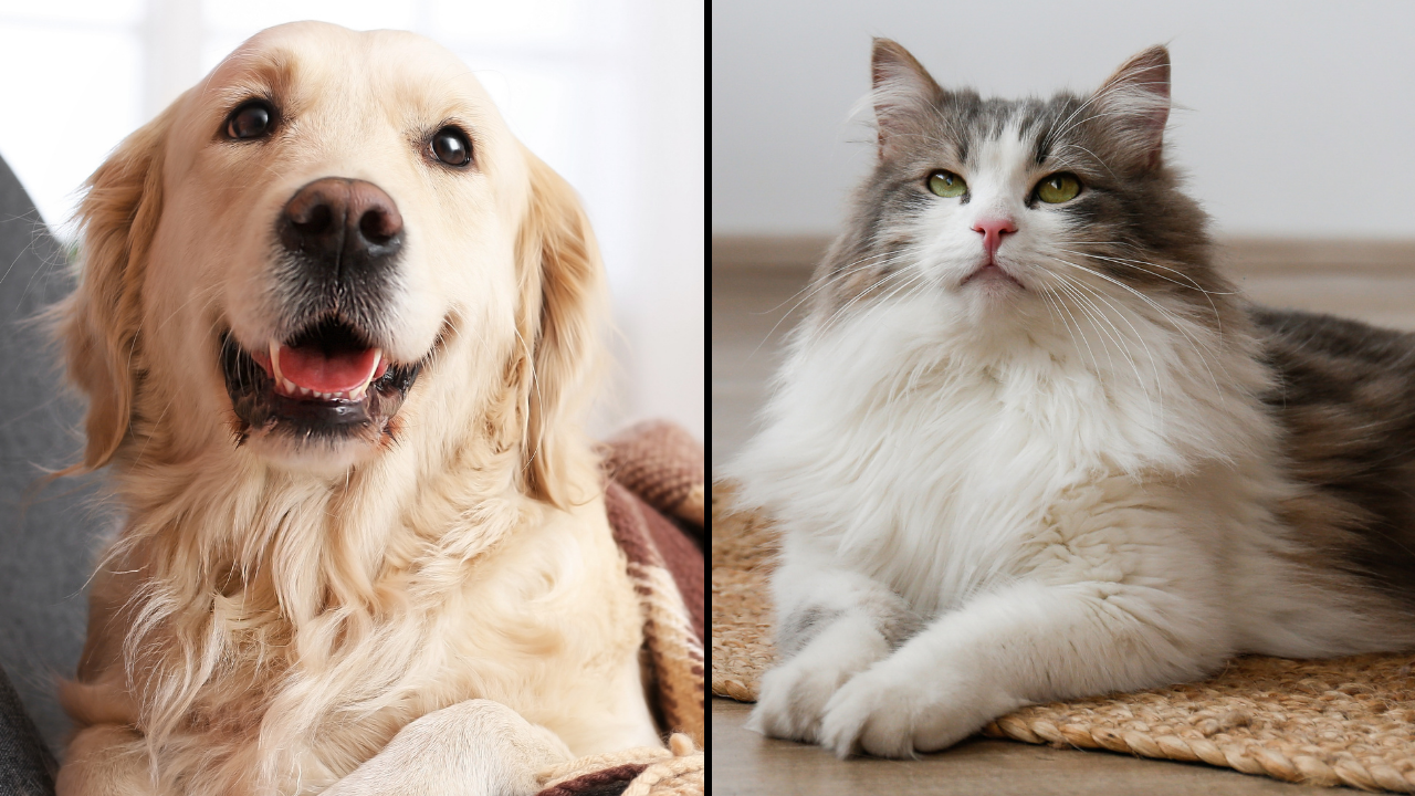 Campaigners say a new law gives pets in need of a home the chance to be rescued.