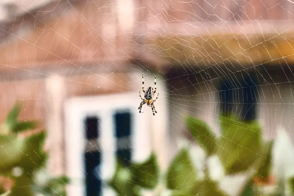Spider