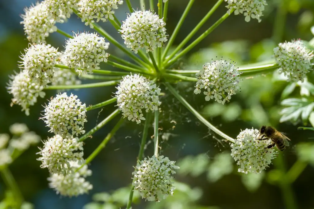 Hemlock Water plant