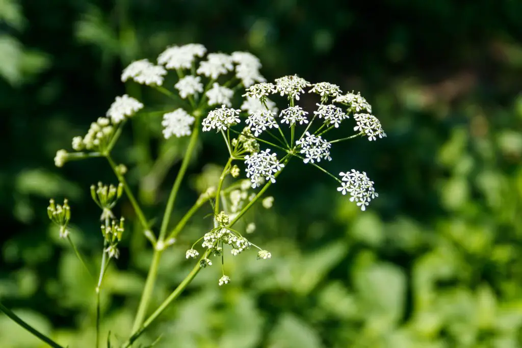 Hemlock Water plant