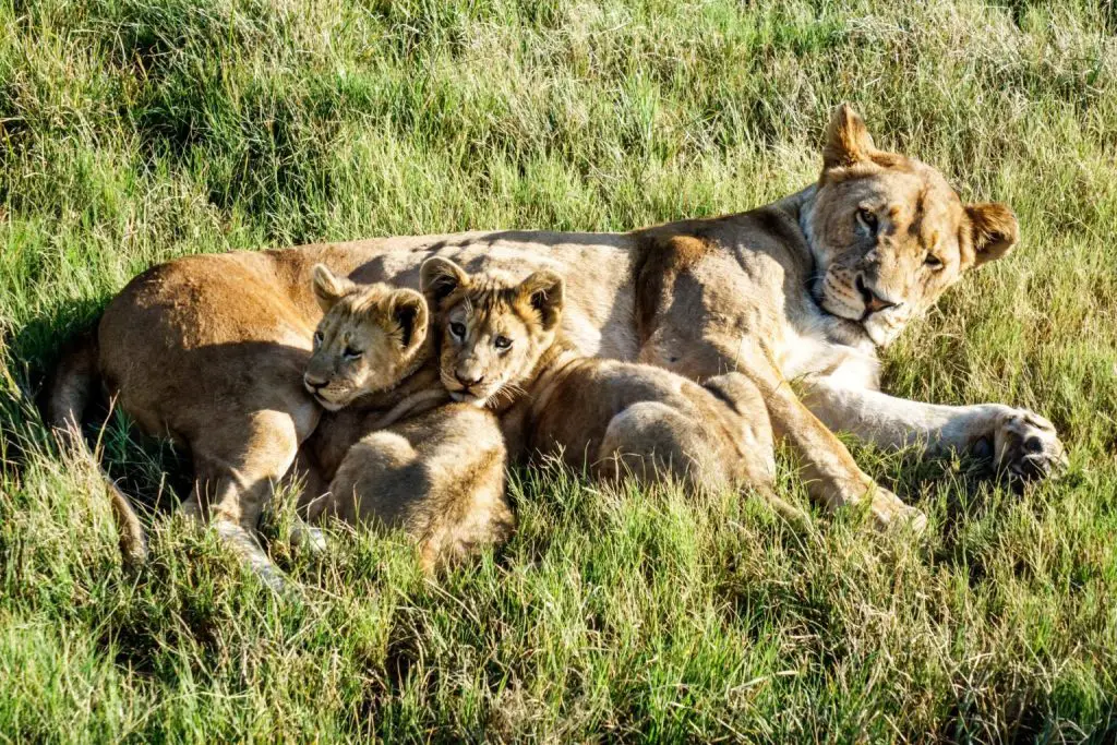 Lion Park