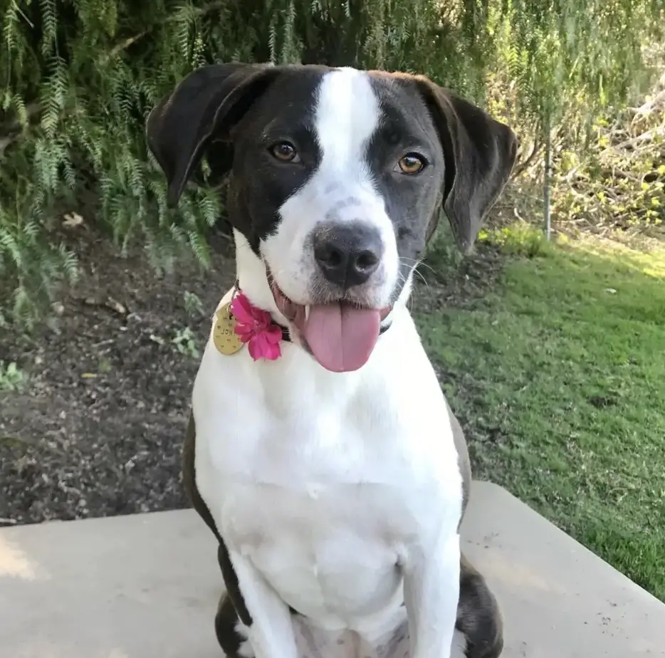 Joni, Katherine Short's mental health dog
