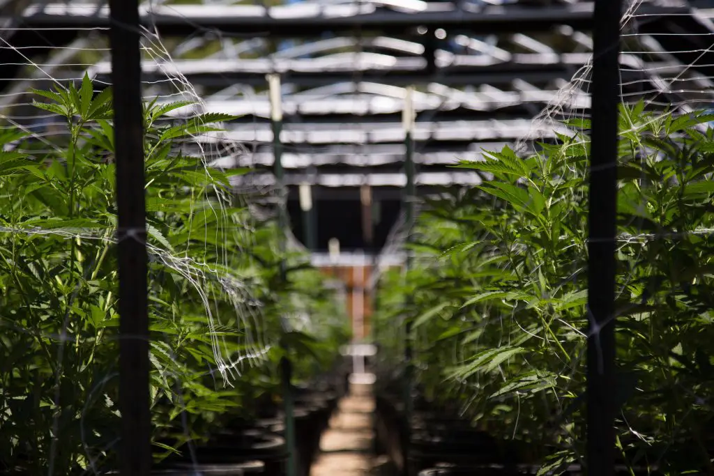 Weed