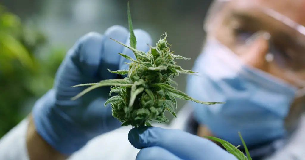 Weed