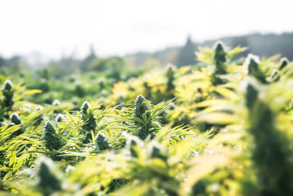 Weed