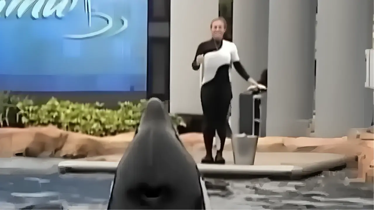 A chilling video shows the moments before a SeaWorld Orca killed its trainer, Dawn Brancheau, during a live show.