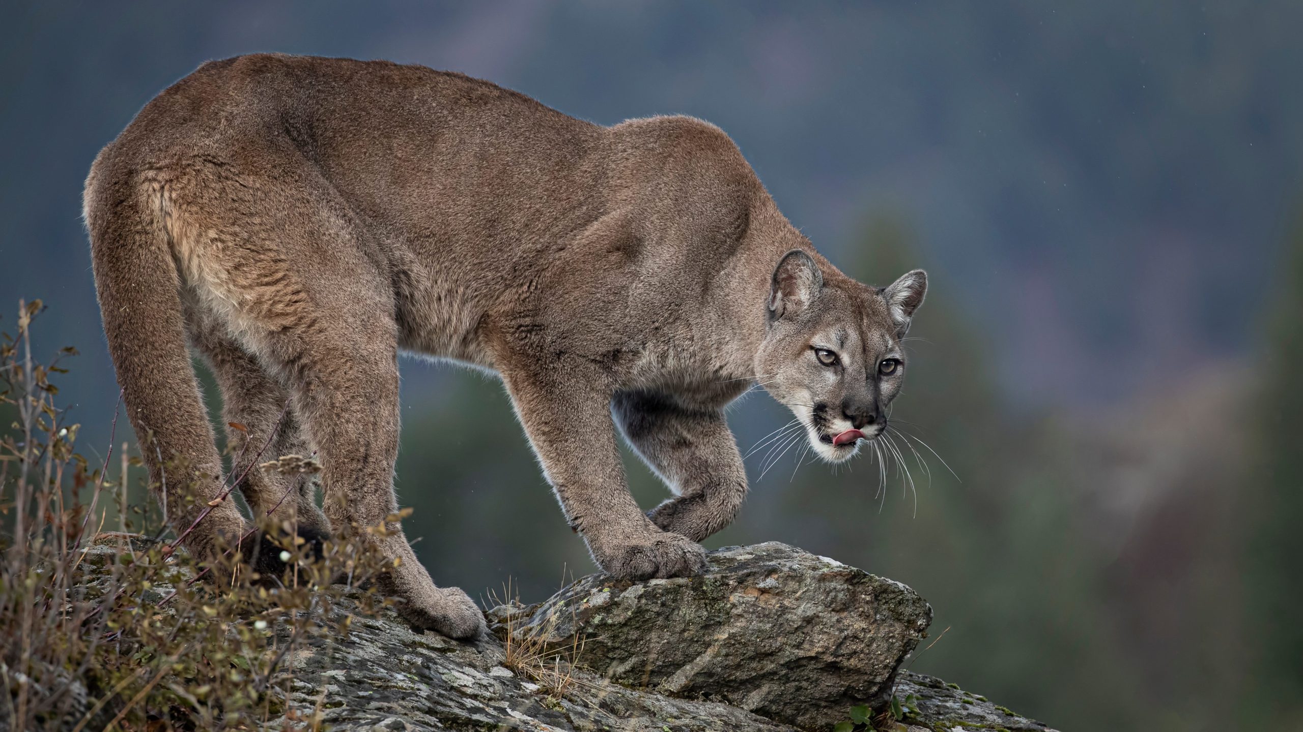 Mountain Lion