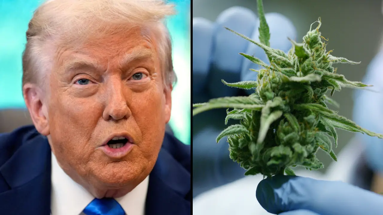 A heart surgeon has shared what happens to your body when smoking weed as Trump reclassifies marijuana.