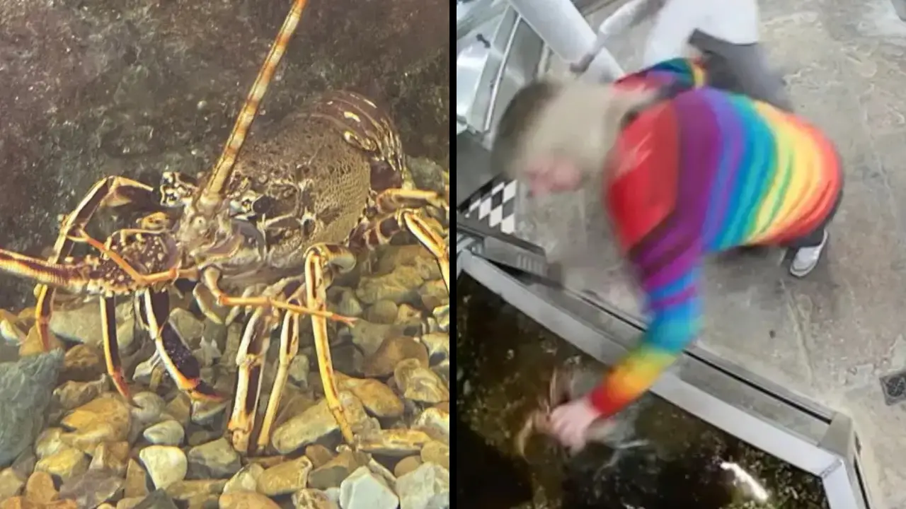 Activist Who Stole 'Lobster' From Restaurant Tank To Save It Accidentally Killed Animal After Throwing It Into Sea