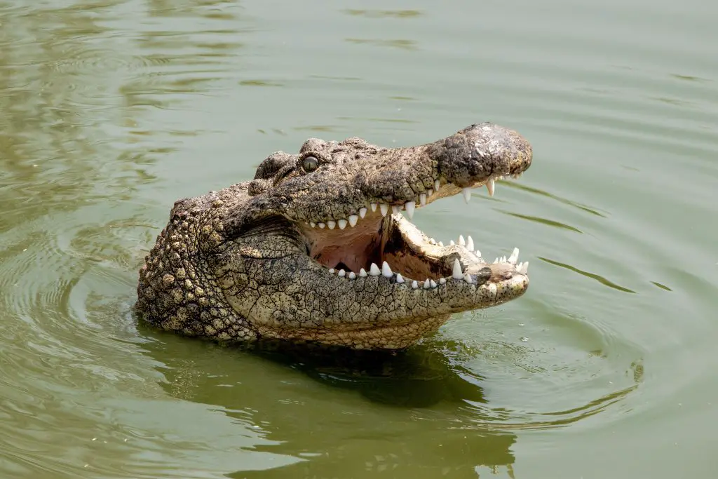 Crocodile