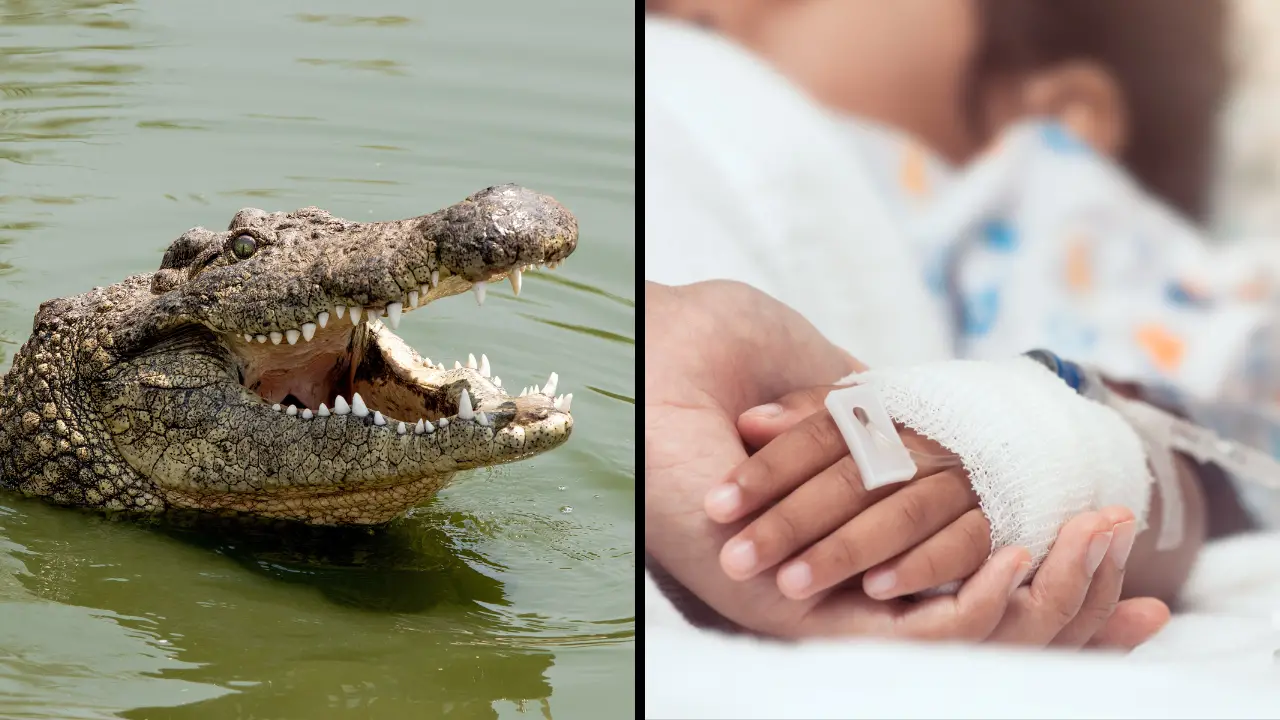 Family Of Boy, 3, Thrown Into Crocodile Enclosure Issue Heartbreaking Health Update
