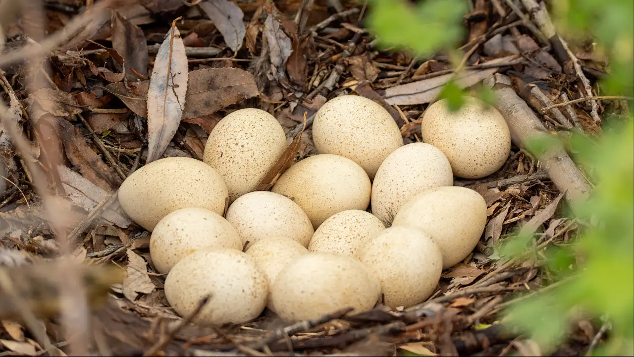 People are only just discovering why we don't eat turkey eggs, and it turns out there's a lot more to it than most people realize.